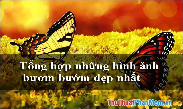 Tổng hợp hình ảnh con Bướm đẹp nhất - Chỉ nhìn một con mà đã chiêm ngưỡng tất cả sự tuyệt vời của loài Bươm Bướm