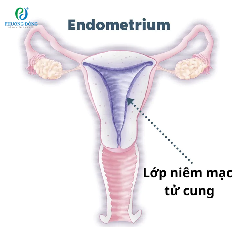 Những điều cần biết về theo dõi niêm mạc chuyển phôi trữ