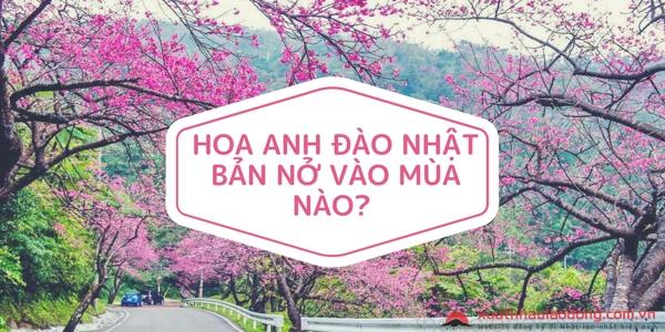 Mùa hoa anh đào Nhật Bản tháng mấy nở rộ và đẹp nhất?