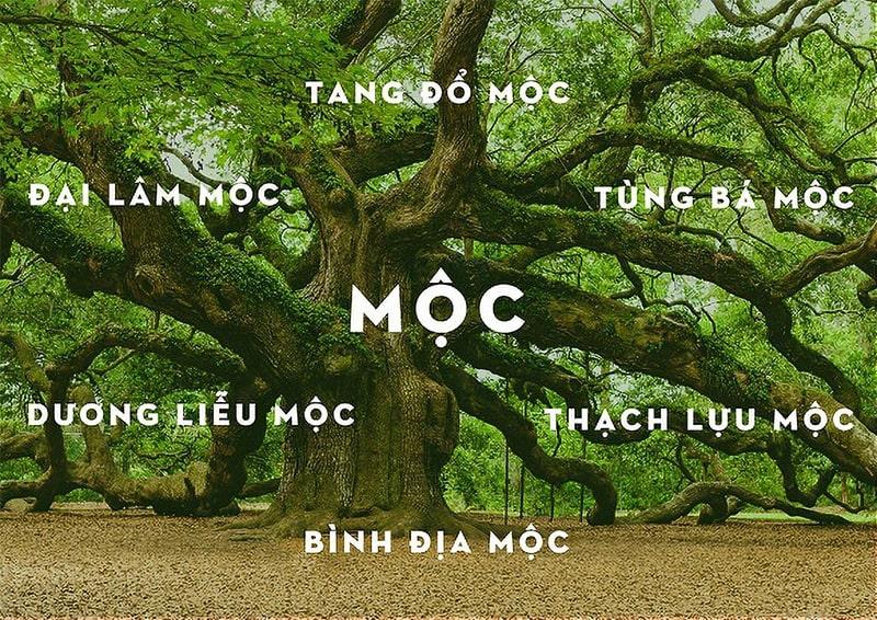 Những năm sinh thuộc mệnh Mộc