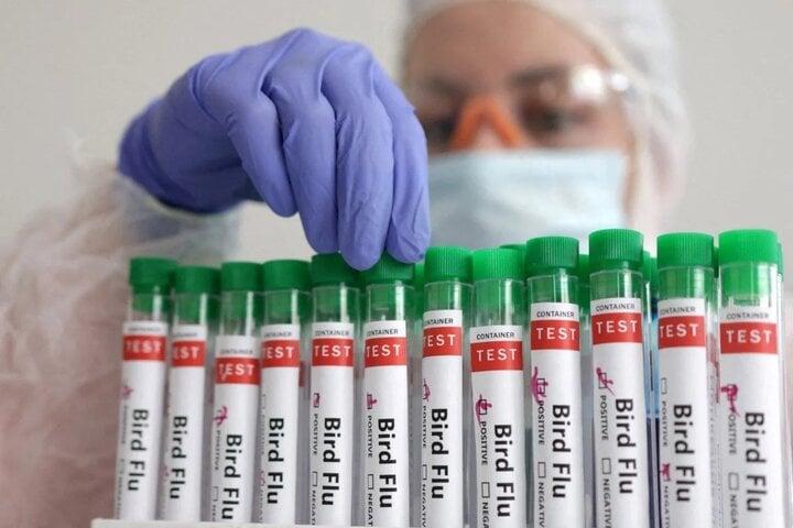 WHO cho biết nguy cơ lây nhiễm virus cúm gia cầm đối với con người hiện ở mức thấp. (Ảnh: Reuters)