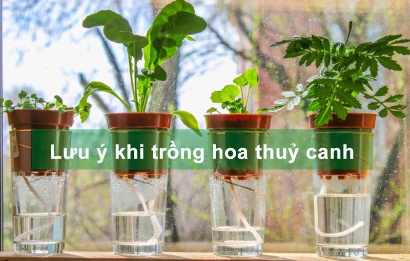 trồng hoa thủy canh cần biết điều gì