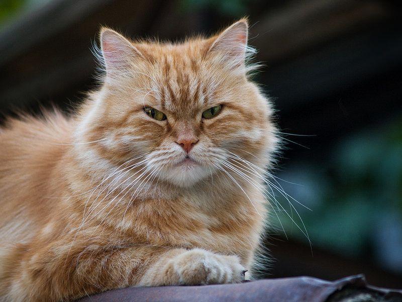 Mèo Golden: Tìm hiểu đặc điểm, cách nuôi và giá bán