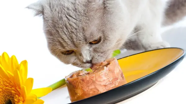 Một con mèo màu xám đang ăn từ một đĩa, bên cạnh có một bông hoa hướng dương.