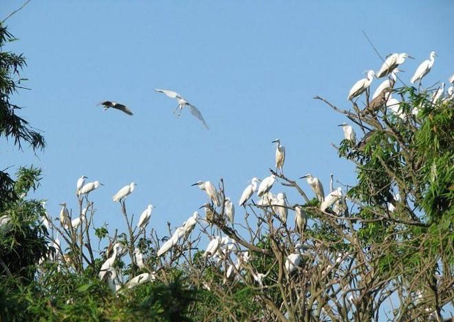 S&acirc;n chim Bạc Li&ecirc;u với gần 40.000 c&aacute;c thể chim c&ograve; bản địa cư ngụ