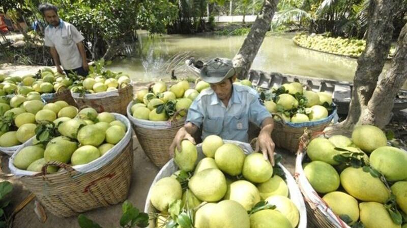 Cách chọn mua bưởi năm roi ngon, ngọt mọng nước dễ dàng nhất