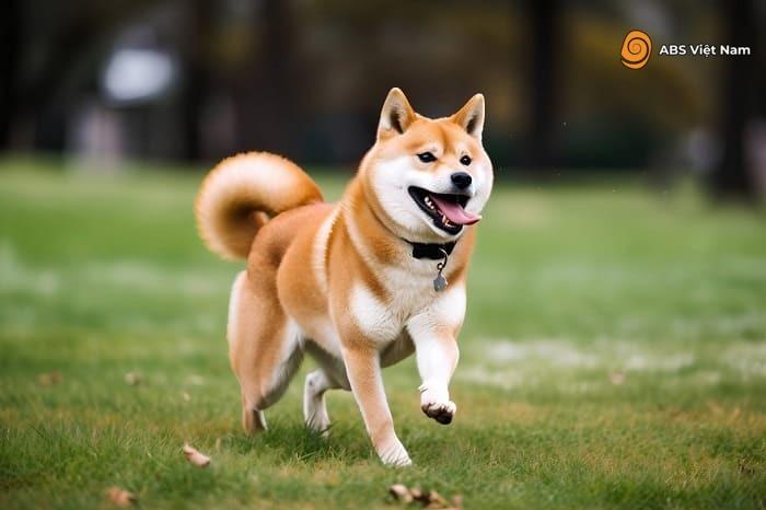 Shiba Inu đáng yêu và hoạt bátẢnh: Internet