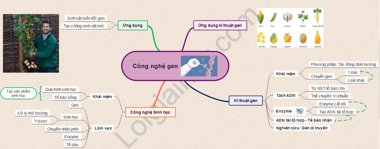 Ứng dụng công nghệ gen</>