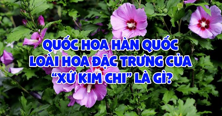 các loài hoa hàn quốc