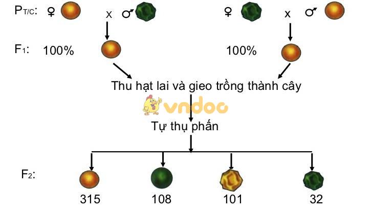 Sinh 9 bài 4 Lai hai cặp tính trạng