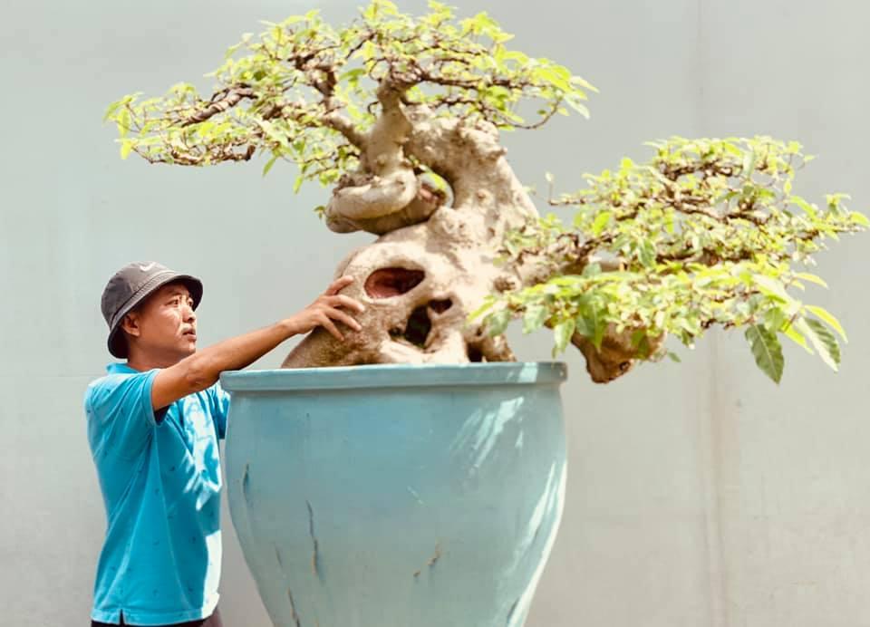 Cây sung bonsai