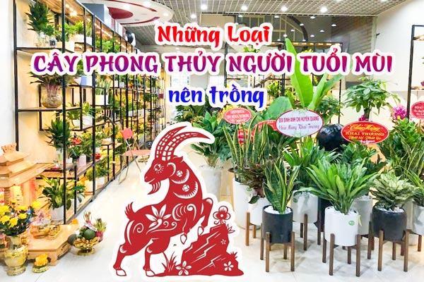 Những loại cây phong thủy người tuổi Mùi nên trồng