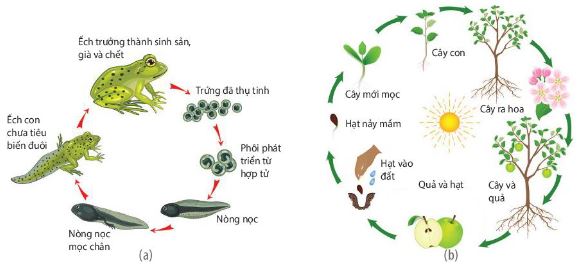 Vòng đời của ếch (a) và thực vật có hoa (b)