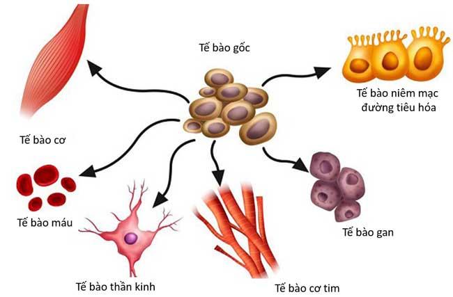 Tính toàn năng của tế bào gốc