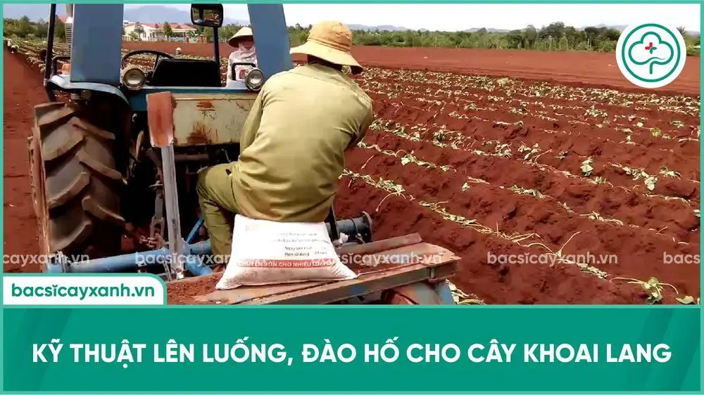 Lên luống trồng khoai lang