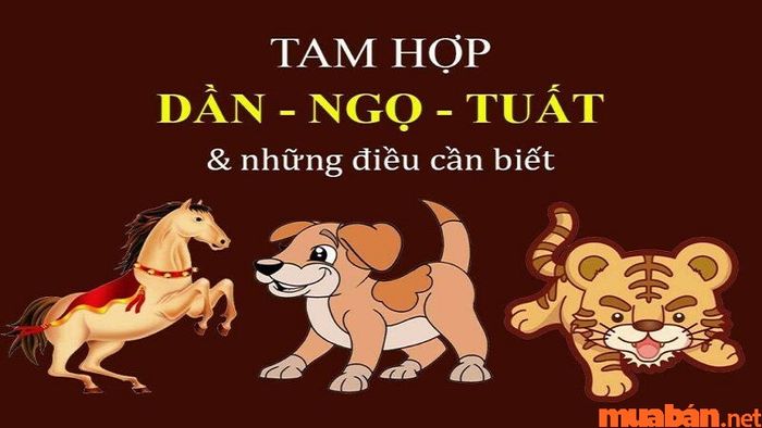 Tam Hợp Tuổi Tuất là gì? Những kiến thức cơ bản cần biết